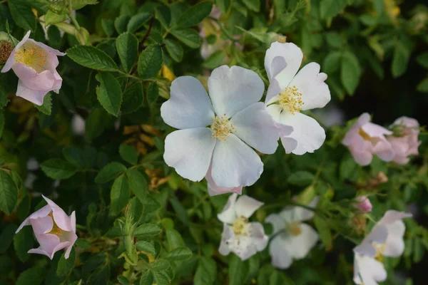 Rosa Sempervirens Zielonym Krzewie — Zdjęcie stockowe