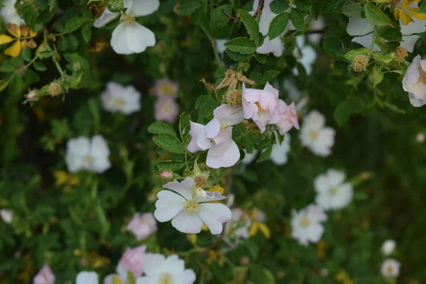 Rosa Sempervirens Zielonym Krzewie — Zdjęcie stockowe