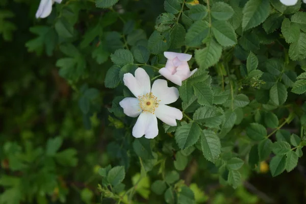 Rosa Sempervirens Zielonym Krzewie — Zdjęcie stockowe