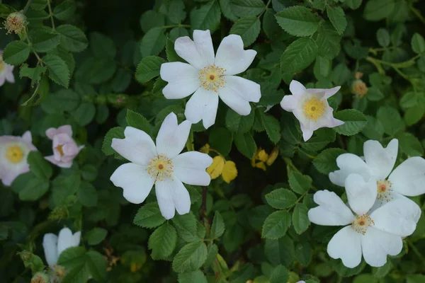 Rosa Sempervirens Zeleném Keři — Stock fotografie