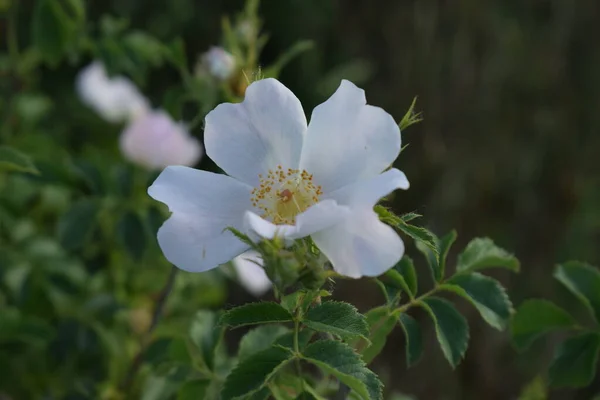 Rosa Sempervirens Zeleném Keři — Stock fotografie