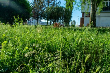 Yazın çimen ve çimen arka planı.