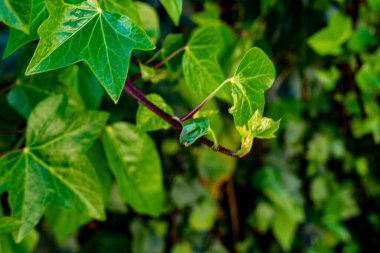 Baharda yeşil bir çalılığın yaprakları.