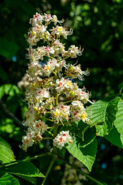 Baharda kestane çiçekleri.