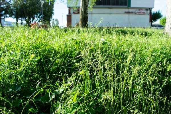 Gras Und Rasen Hintergrund Sommer — Stockfoto