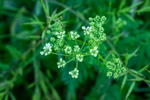 緑の茂みの白い花 — ストック写真