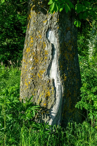 Boom Schors Achtergrond Van Natuur — Stockfoto