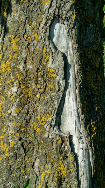 自然の木の樹皮の背景 — ストック写真