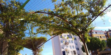 Sonbahar yapraklı ağaçlar.