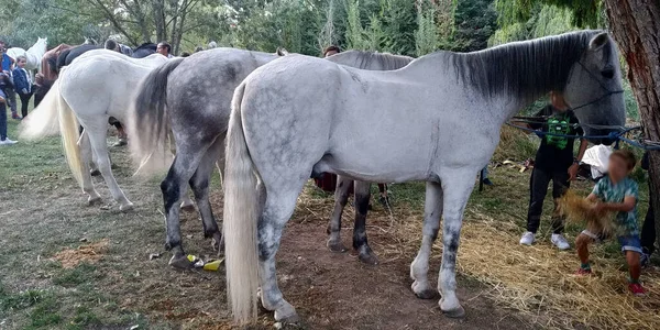 Paarden Met Middeleeuwse Zadels Een Bos — Stockfoto