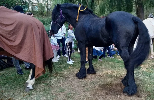 Paarden Met Middeleeuwse Zadels Een Bos — Stockfoto