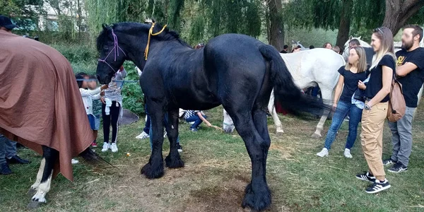 Paarden Met Middeleeuwse Zadels Een Bos — Stockfoto