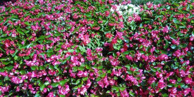 Çiçeklerin ve yeşil çalıların arka planı.