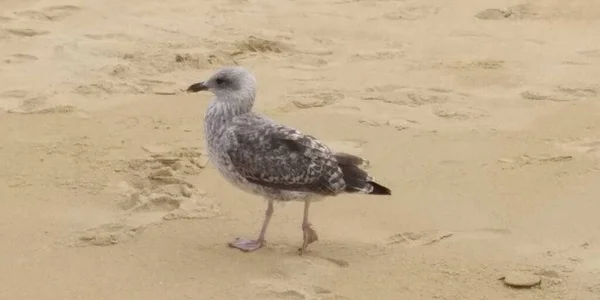 Paisagem Marítima Com Gaivotas Dia Nublado — Fotografia de Stock