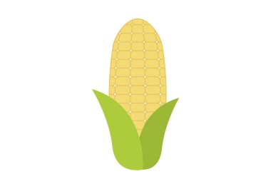 Beyaz arka planda olgun mısır koçanı.