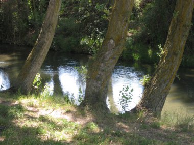 Arlanzn Nehri 'nin manzarası, Burgos.