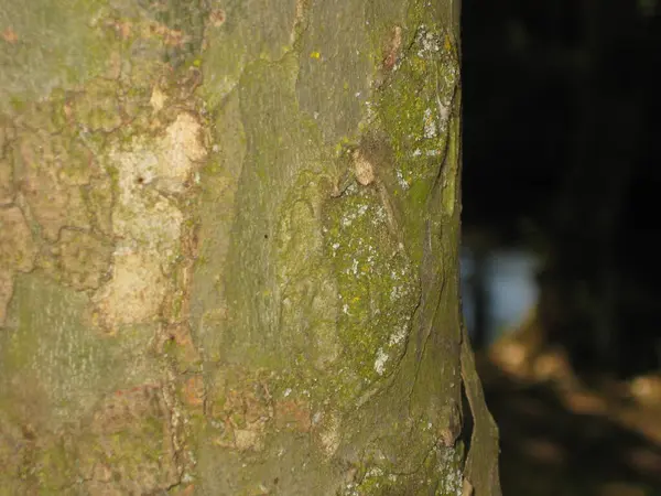 有绿色树皮和苔藓的树干 — 图库照片