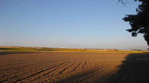 Campos Cultivo Listos Para Cosechar —  Fotos de Stock