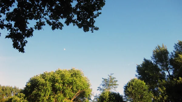 Widok Nieba Między Wierzchołkami Drzew — Zdjęcie stockowe