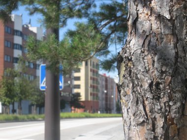 Sokaktaki bir ağacın kabuğu.