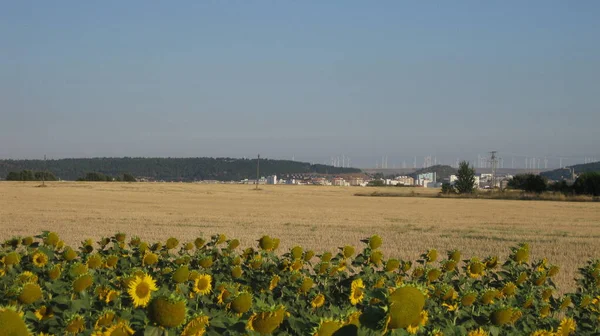 Getreidefelder Bei Tag — Stockfoto