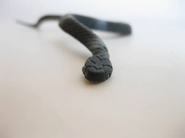 Černá Hračka Had Bílém Pozadí — Stock fotografie
