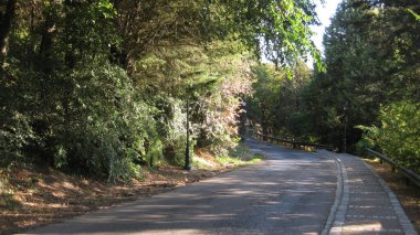 Ormandan geçen patikalar.