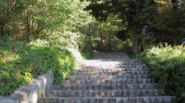 Ormandan geçen patikalar.