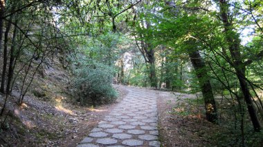 Ormandan geçen patikalar.