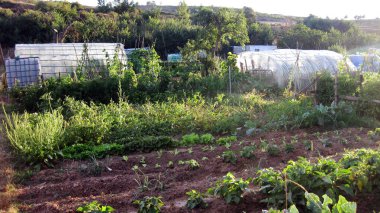 Bir köyün bahçeleri ve çalıları..