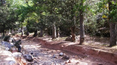 Ormanın içinden akarsu.