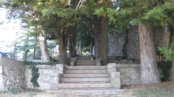 Escaleras Que Suben Por Bosque — Foto de Stock