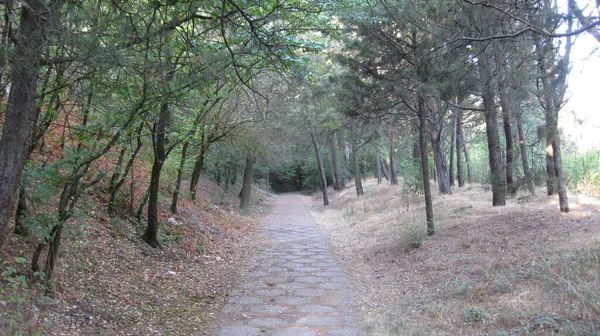Ścieżki Przez Las — Zdjęcie stockowe