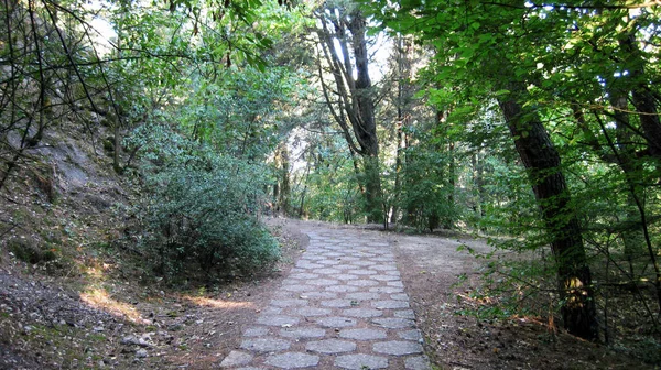 Caminos Por Bosque —  Fotos de Stock