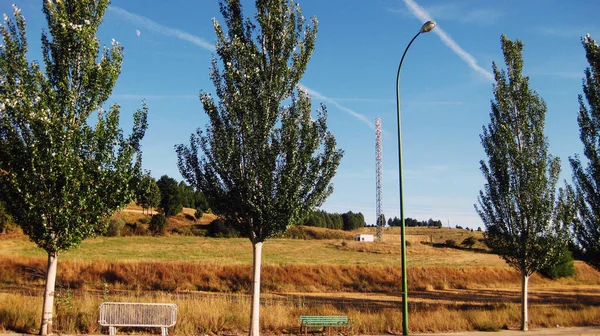 Plantaardige Velden Bomen — Stockfoto