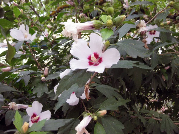 Las Flores Blancas Pétalo Del Arbusto — Foto de Stock