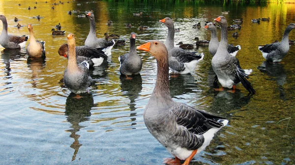 Schwäne Und Gänse Einem Fluss — Stockfoto