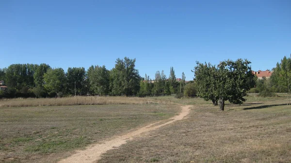 Caminhadas Árvores Jardins — Fotografia de Stock