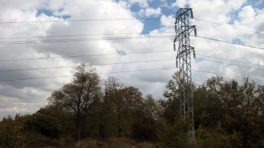 Ormandaki ağaçların yaprakları.