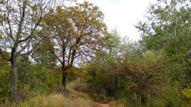 Sonbahar ormanları ve manzaraları.