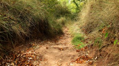Sonbahar yapraklarının zemindeki arkaplanı.