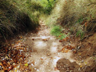 Sonbahar yapraklarının zemindeki arkaplanı.