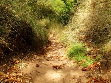 Sonbahar yapraklarının zemindeki arkaplanı.