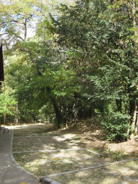 Sonbahar ormanları ve manzaraları.