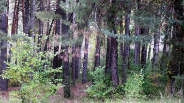 Sonbahar ormanları ve manzaraları.