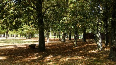 Sonbahar ormanları ve manzaraları.