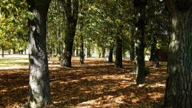 Sonbahar ormanları ve manzaraları.