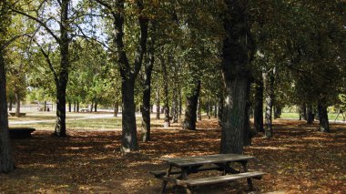 Sonbahar ormanları ve manzaraları.