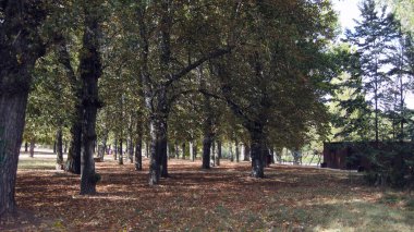 Sonbahar ormanları ve manzaraları.