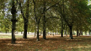 Sonbahar ormanları ve manzaraları.